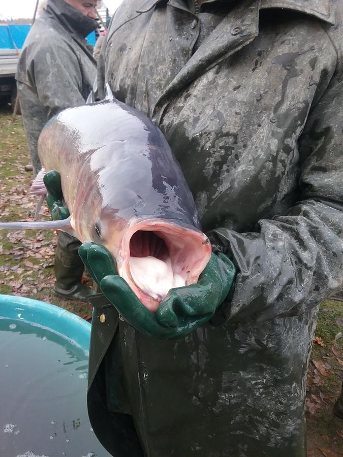 Penzion Pohoda Kvilda Exteriör bild